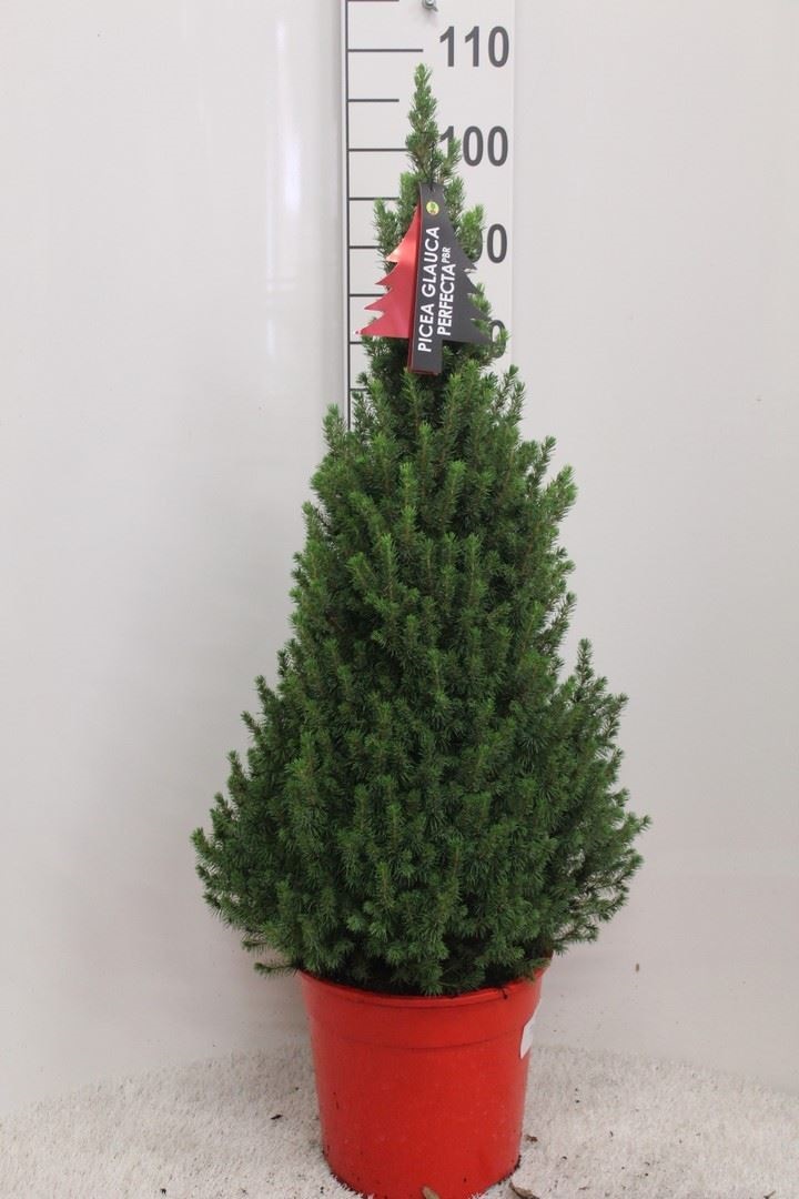 Bild på Picea Glauca Perfecta D27 X 1 Sockertoppsgran