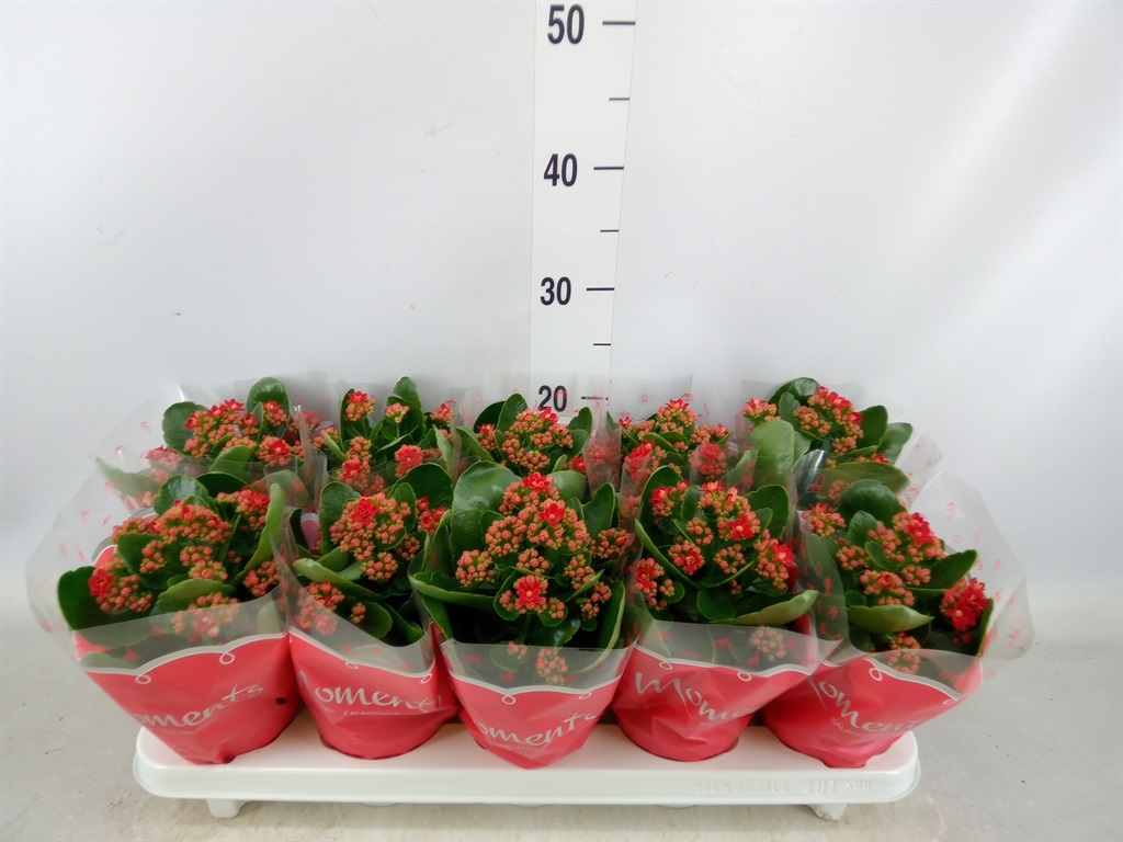 Bild på Kalanchoe Calandiva D10,5 X 10 Secret