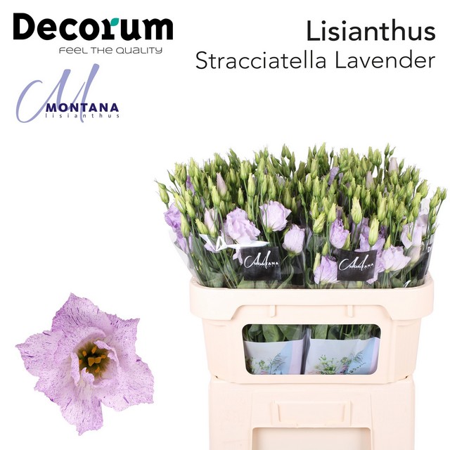 Bild på Lisianthus Stracciatella