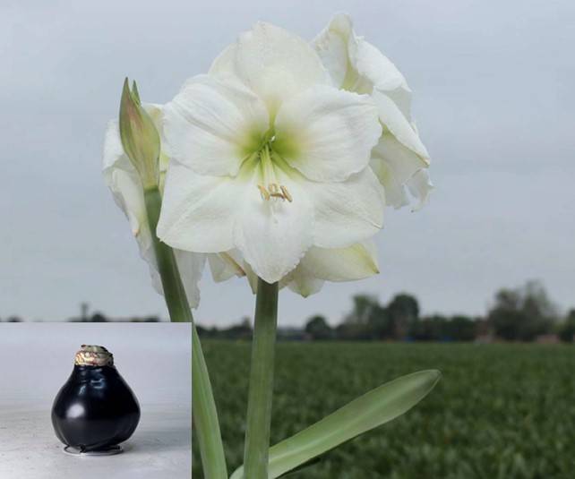 Bild på Amaryllis Lök Vaxad X 5 White Candle 34/36 Black