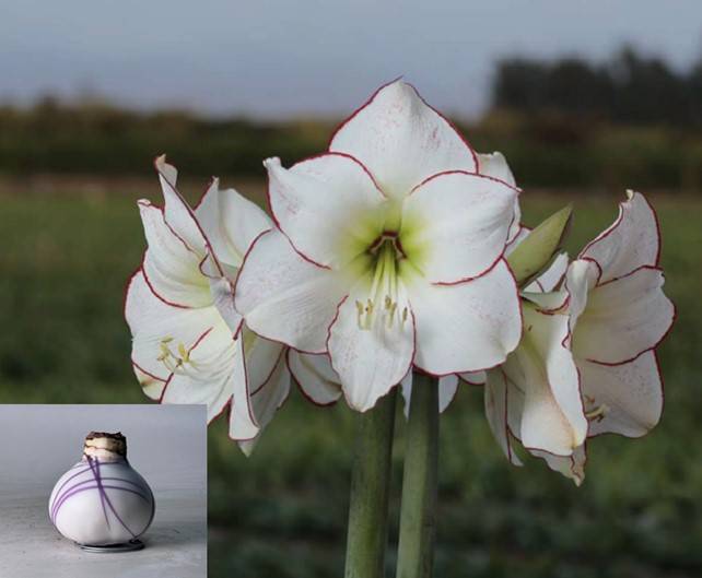 Bild på Amaryllis Lök Vaxad X 5 Picasso 34/36 White lines