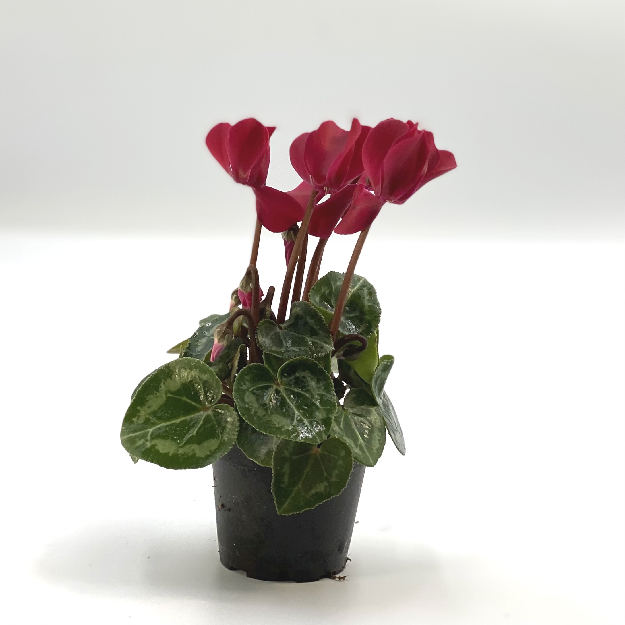 Bild på Cyclamen D6 X 12 Micro