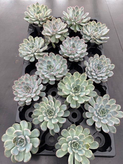 Bild på Echeveria D6 X 14 Mini Pink Edge