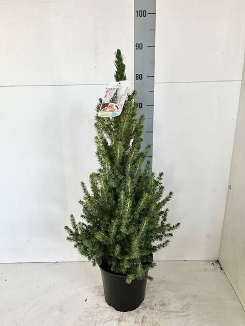 Bild på Picea Glauca Conica D21 X 2 Sockertoppsgran