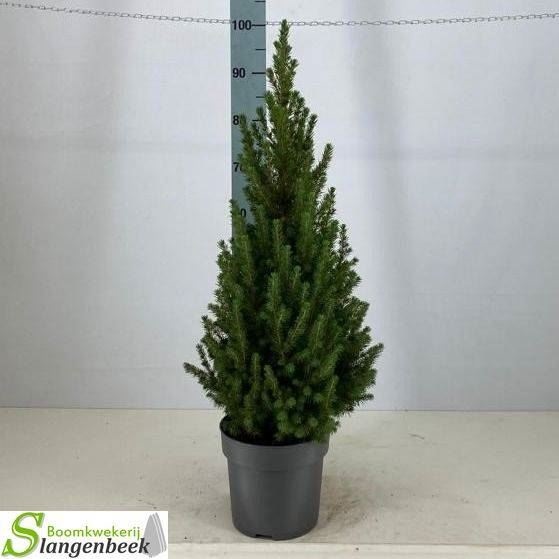 Bild på Picea Glauca Conica D23 X 1 Sockertoppsgran