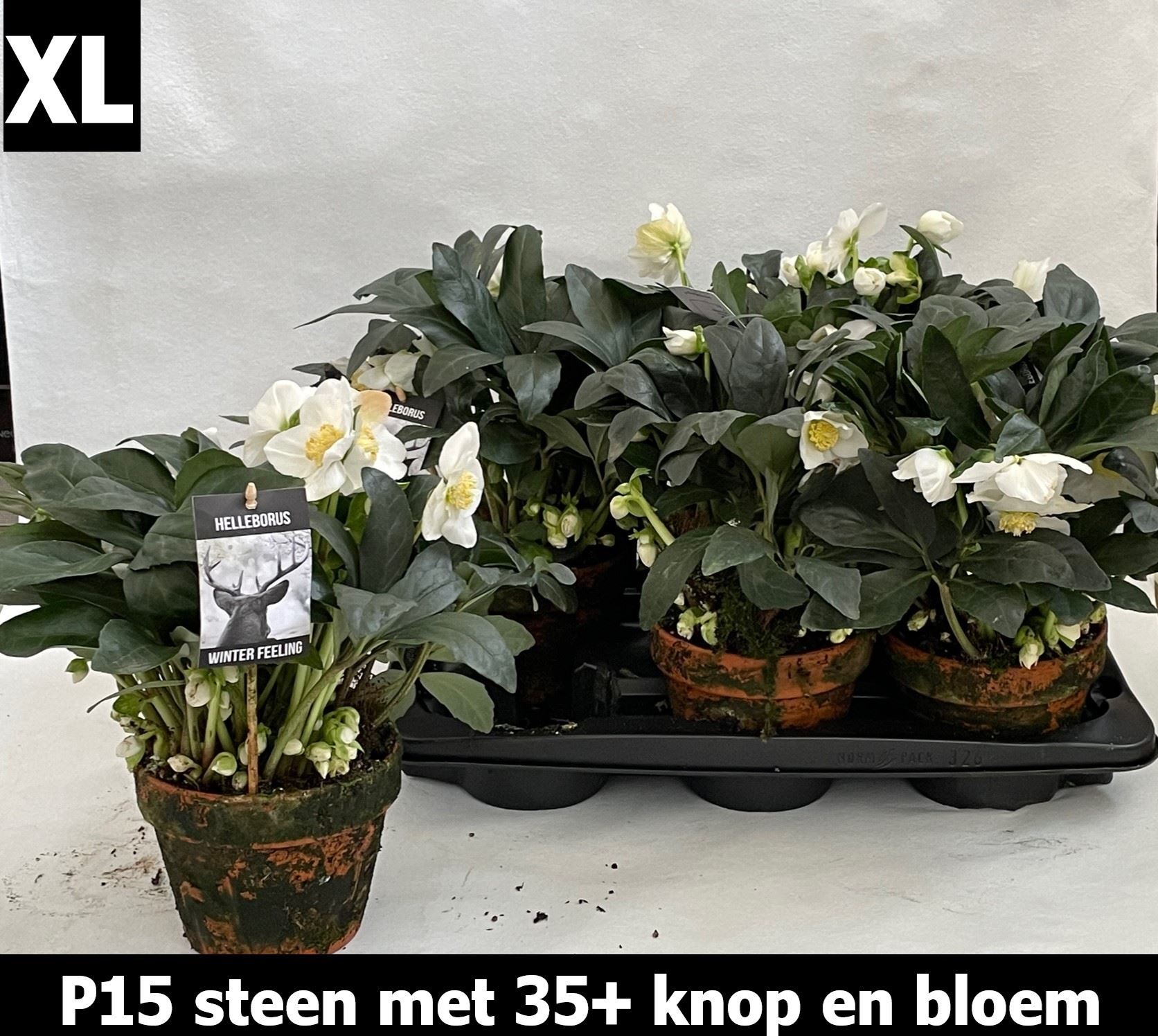 Bild på Krukväxter Helleborus Winterfeel XL *6 Lerkruka