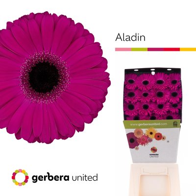 Bild på Gerbera Tennisrack Aladin