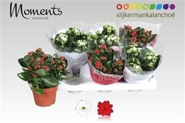 Bild på Kalanchoe Calandiva D15 X 6 Jul