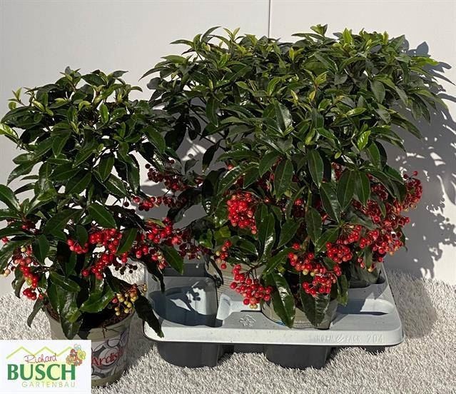 Bild på Ardisia Crenata D14 X 4