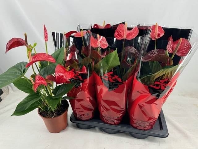 Bild på Anthurium 5+D17 X 6 Red Bull