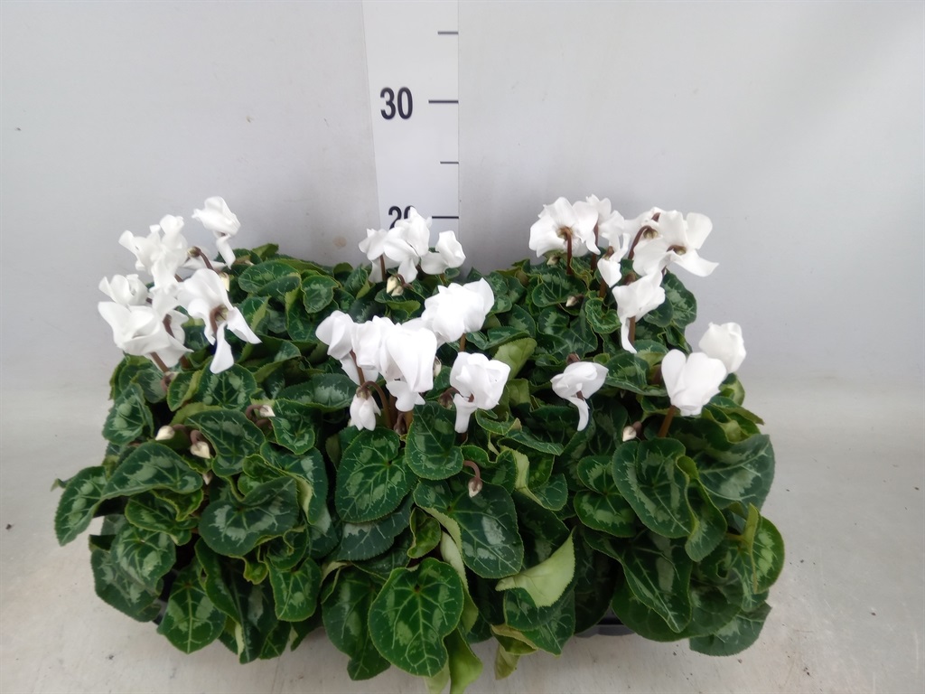 Bild på Cyclamen D12 X 6 Allure Midi