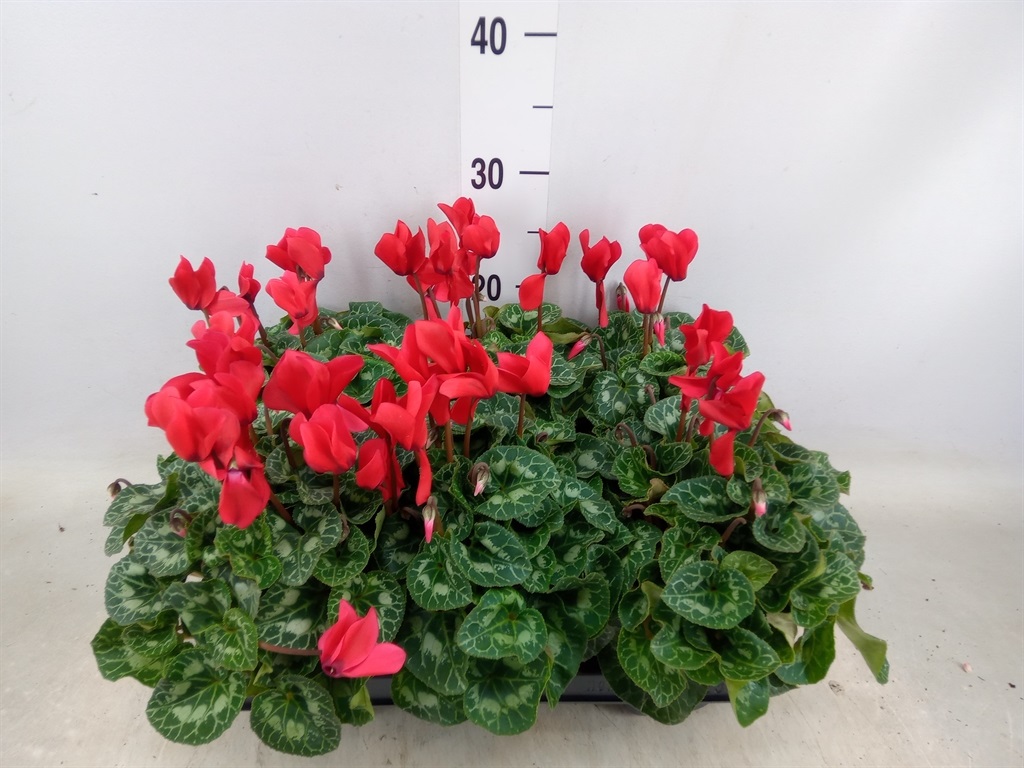 Bild på Cyclamen D12 X 6 Allure Midi