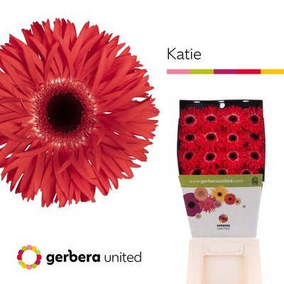 Bild på Gerbera Gerspider Katie