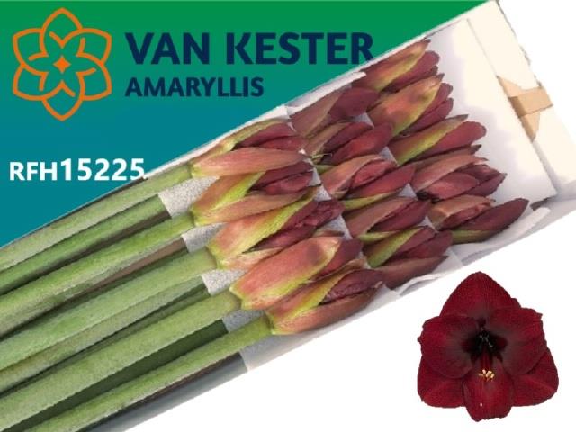 Bild på Amaryllis Night Fever *15