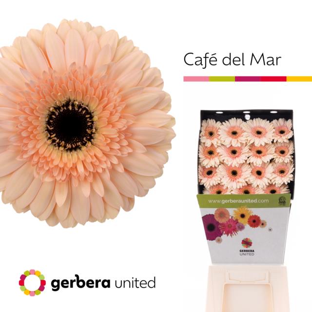 Bild på Gerbera Tennisrack Café del Mar