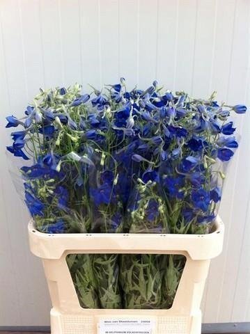 Bild på Delphinium Volkerfrieden