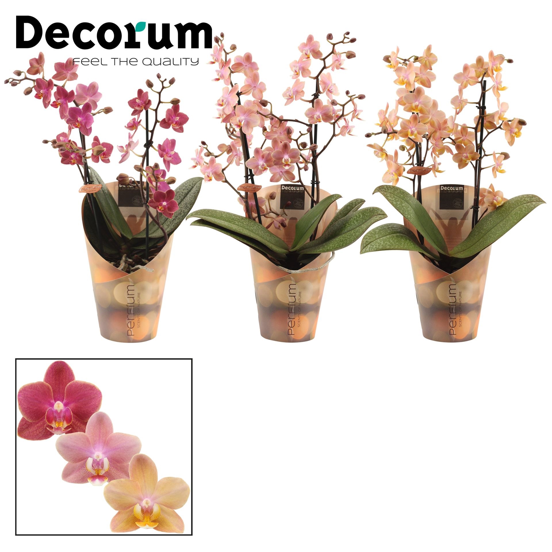 Bild på Phalaenopsis 2Gr D12 X 6 Multi Doft Decorum