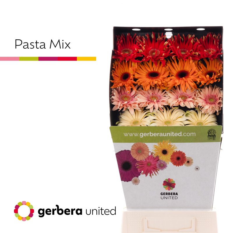 Bild på Gerbera Tennisrack Pasta Mix