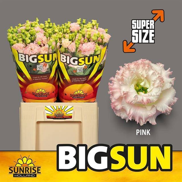 Bild på Lisianthus Dubbel Big Sun