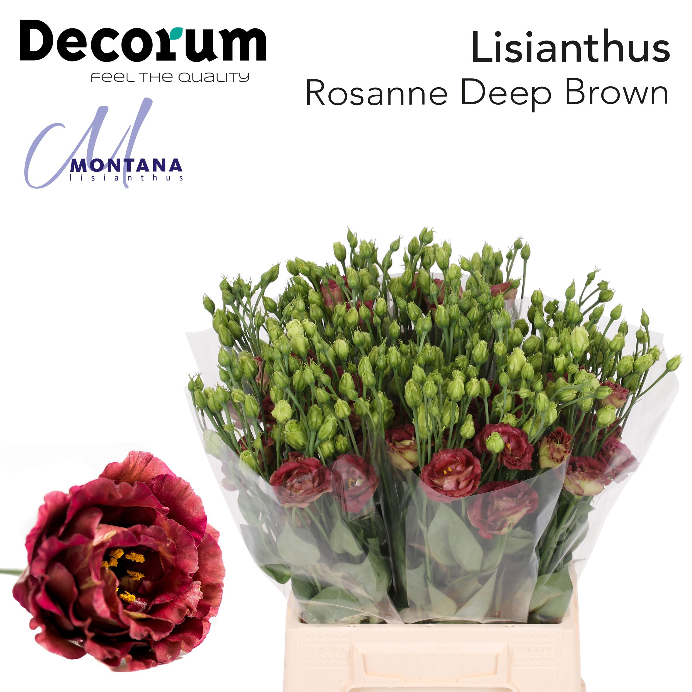 Bild på Lisianthus Rosanne Deep Brown