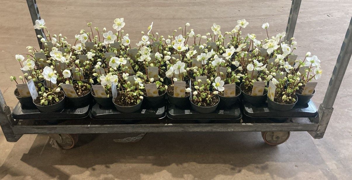 Bild på Helleborus Niger 5-7+ D12 X 12 utan blad