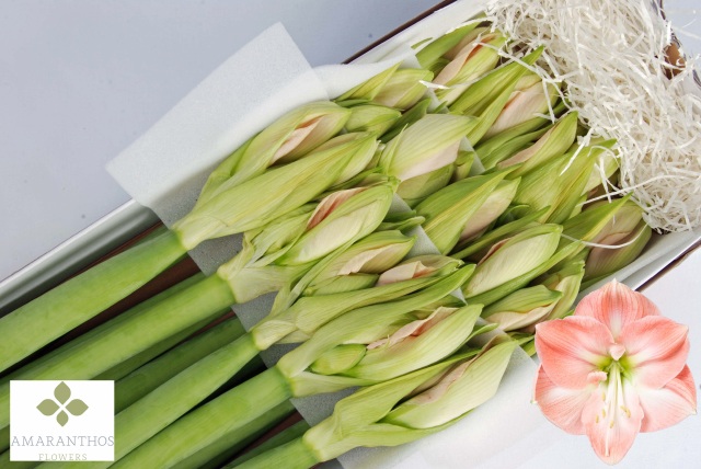 Bild på Amaryllis Darling 4 Klockor