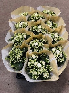 Bild på Krukväxter Kalanchoe Mini Vit *12 Calandiva
