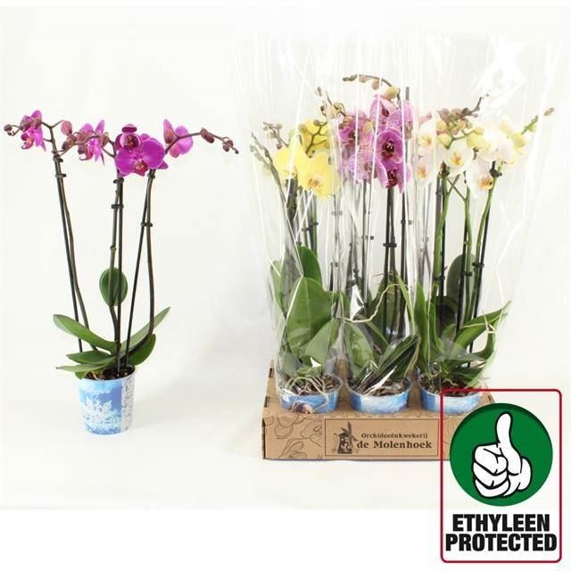 Bild på Phalaenopsis 3Gr D12 X 6