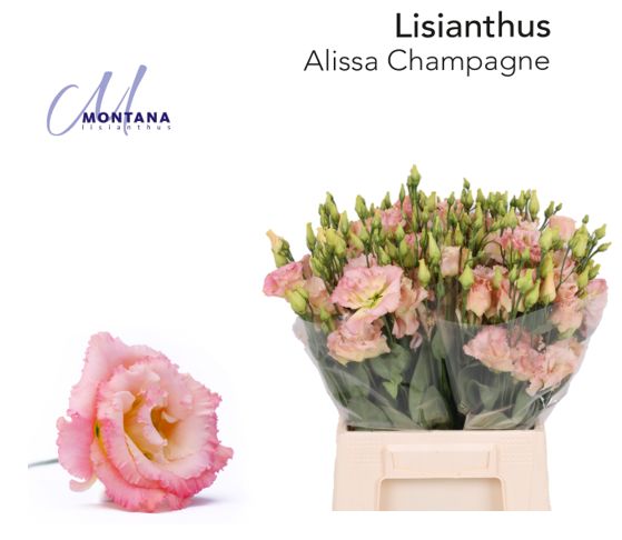 Bild på Lisianthus Dubbel Alissa Champagne