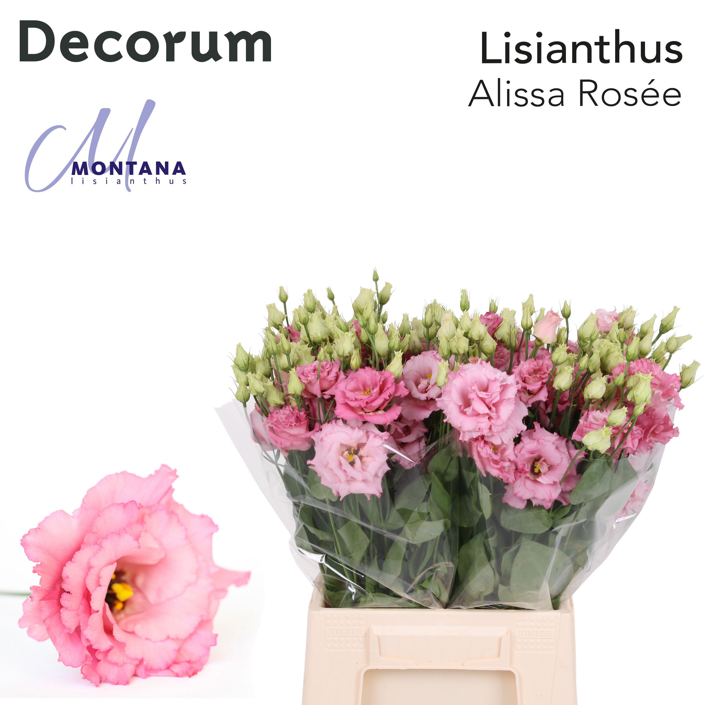 Bild på Lisianthus Dubbel Alissa Rosee