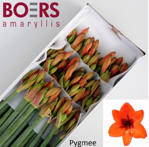 Bild på Amaryllis Mini Pygmee *30