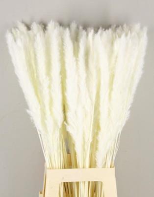 Bild på Torkat blekt cortaderia