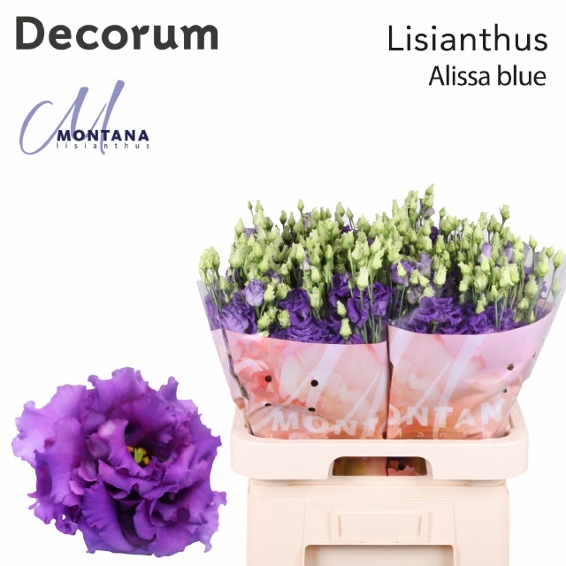 Bild på Lisianthus Dubbel Alissa Blue