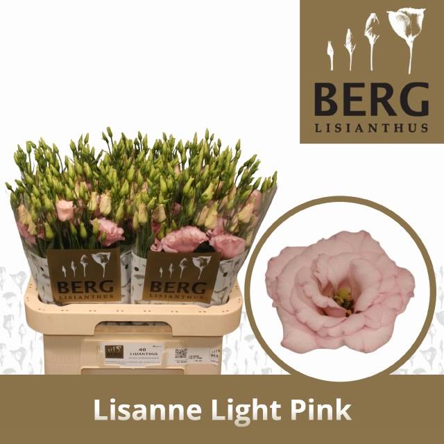 Bild på Lisianthus Dubbel Lisanne light Pink