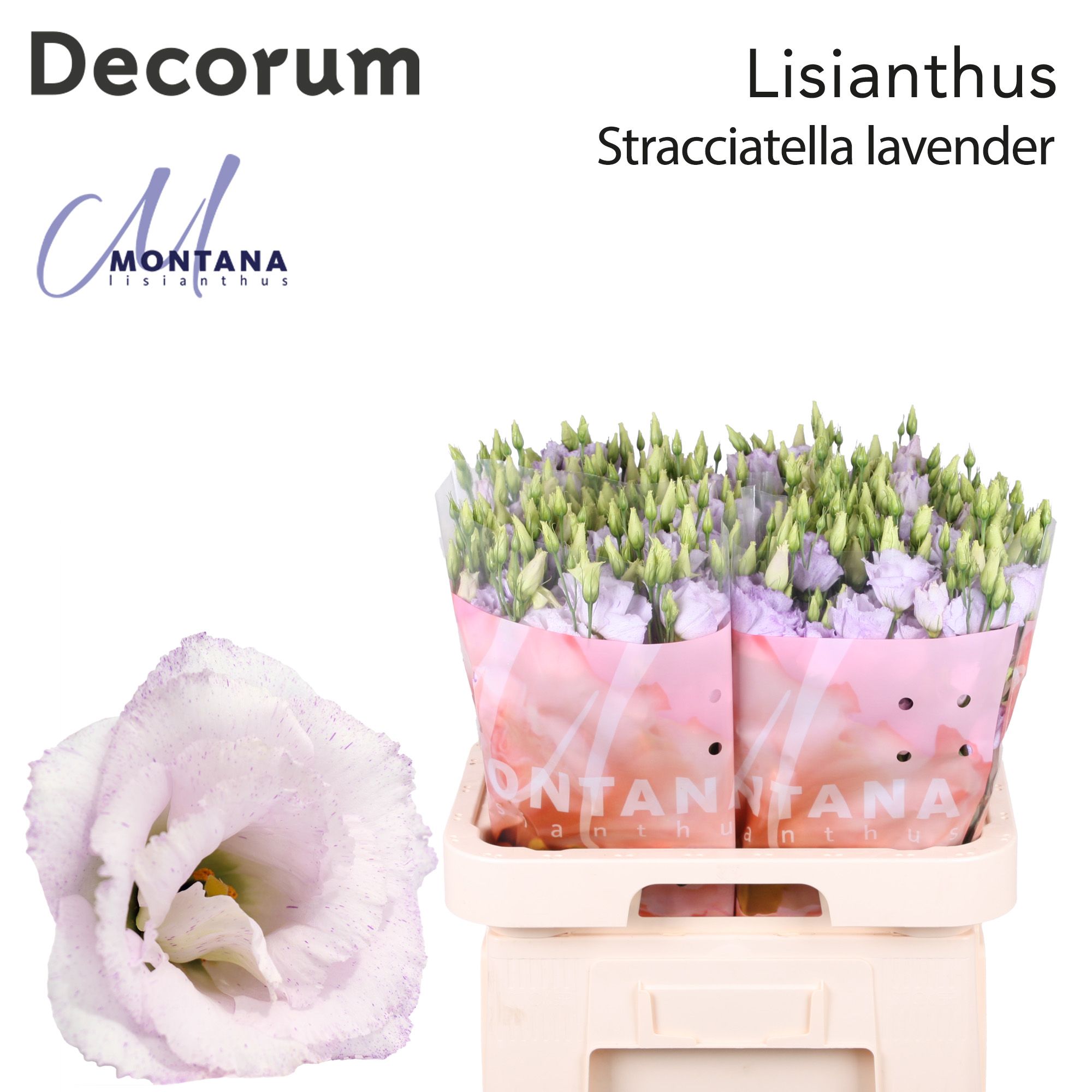 Bild på Lisianthus dubbel Stracciatella Lavender