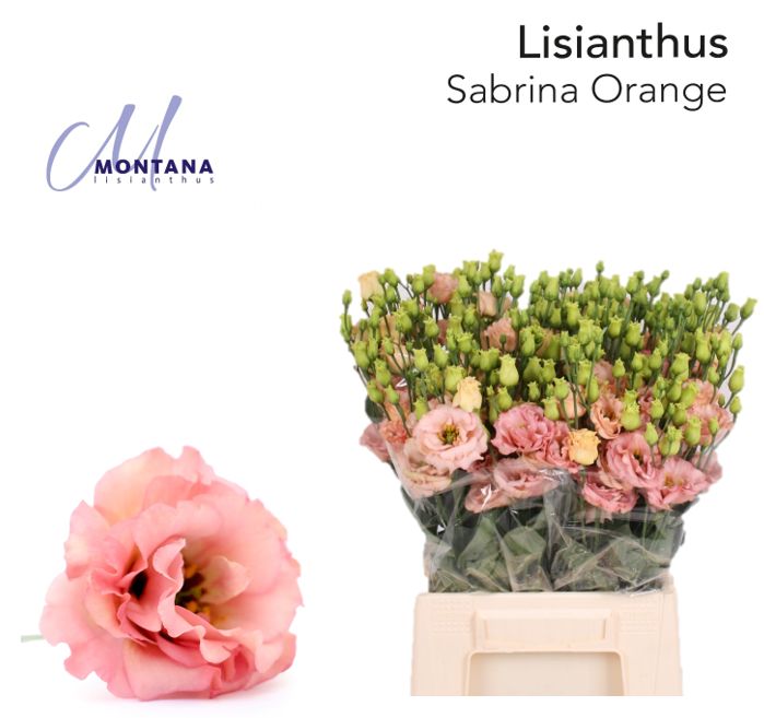 Bild på Lisianthus Dubbel Sabrina