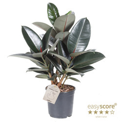 Bild på Krukväxter Ficus Robusta * 6 Grenad