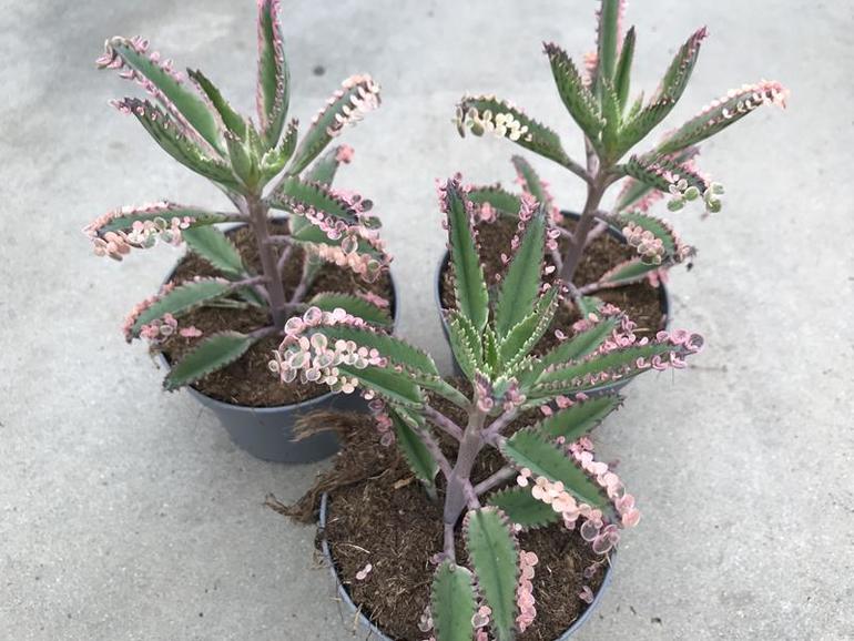 Bild på Kalanchoe D10 X 8 Pink Butterfly Nyhet!