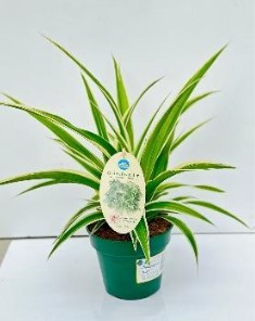 Bild på Chlorophytum Irish D12 X 6 Arvidssons