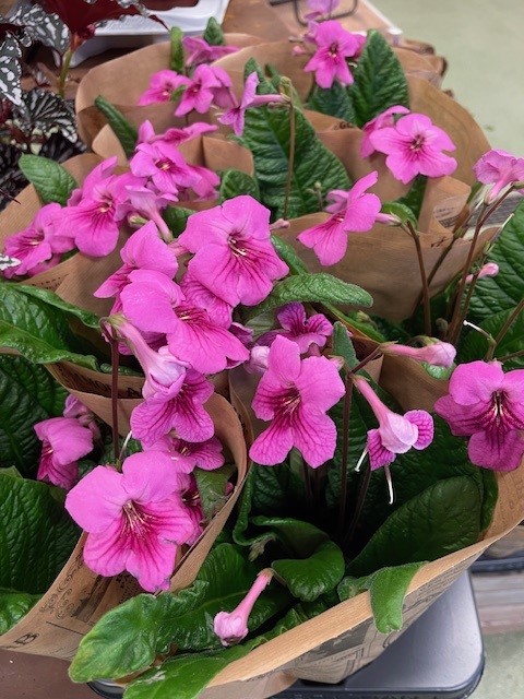 Bild på Streptocarpus/Kornettblomma D12 X 10 Mariestad