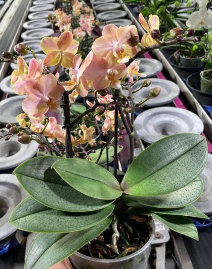 Bild på Phalaenopsis 2-3Gr D12 X 10 Aromio Powdery multi