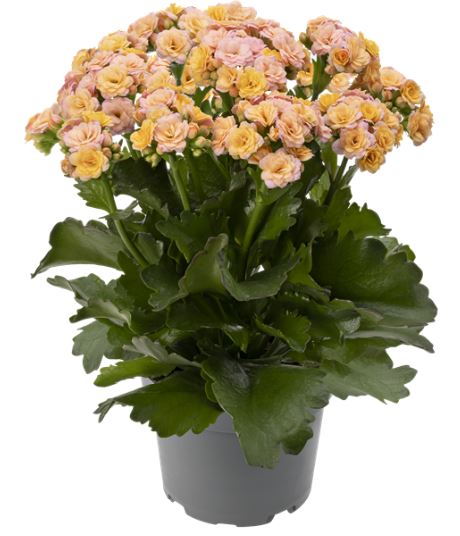 Bild på Kalanchoe Calandiva D13 X 6 Lorelai