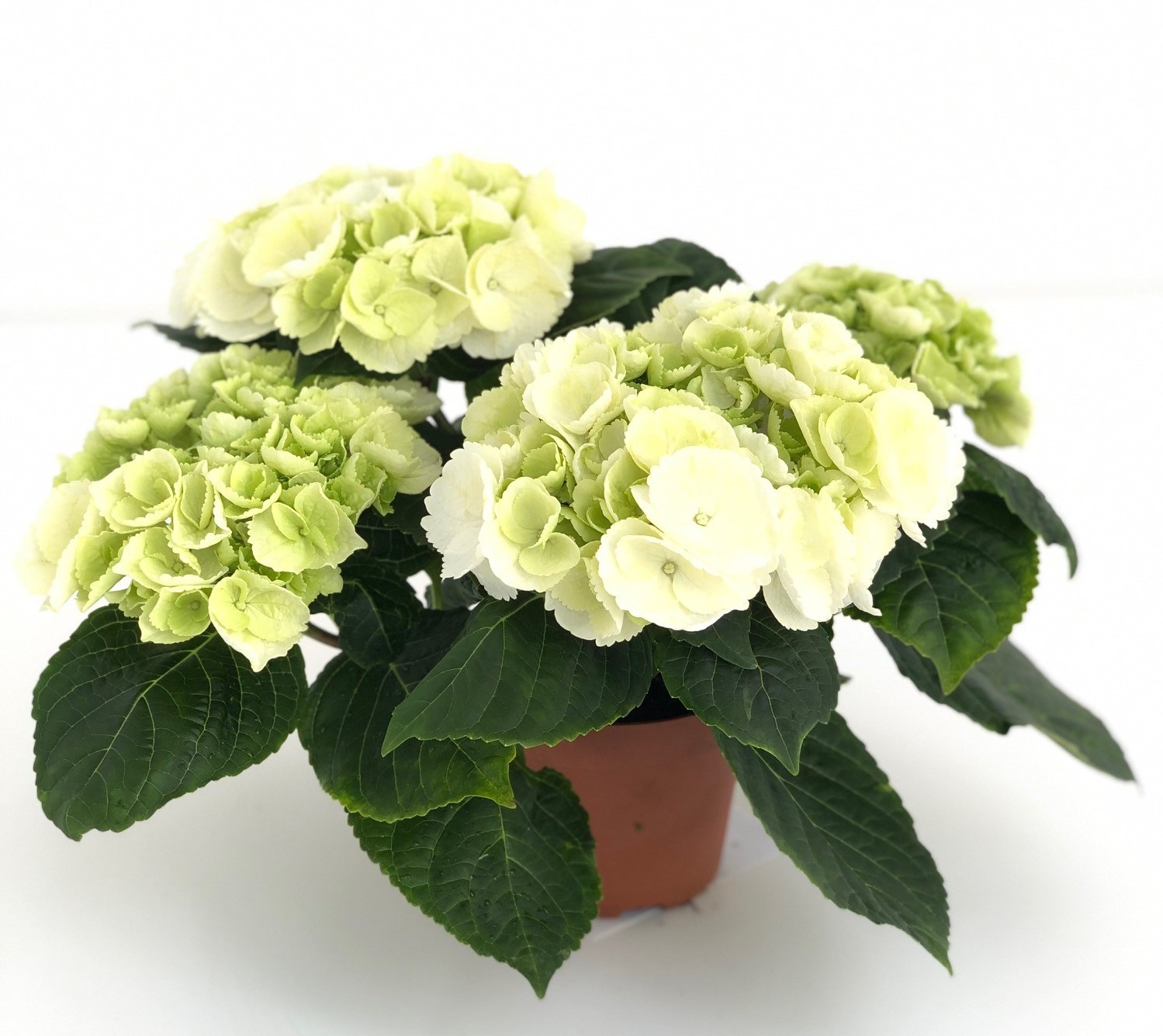 Bild på Hortensia D12 X 6 Arvidssons