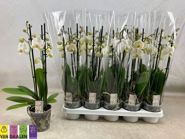 Bild på Phalaenopsis 3Gr D12 X 10