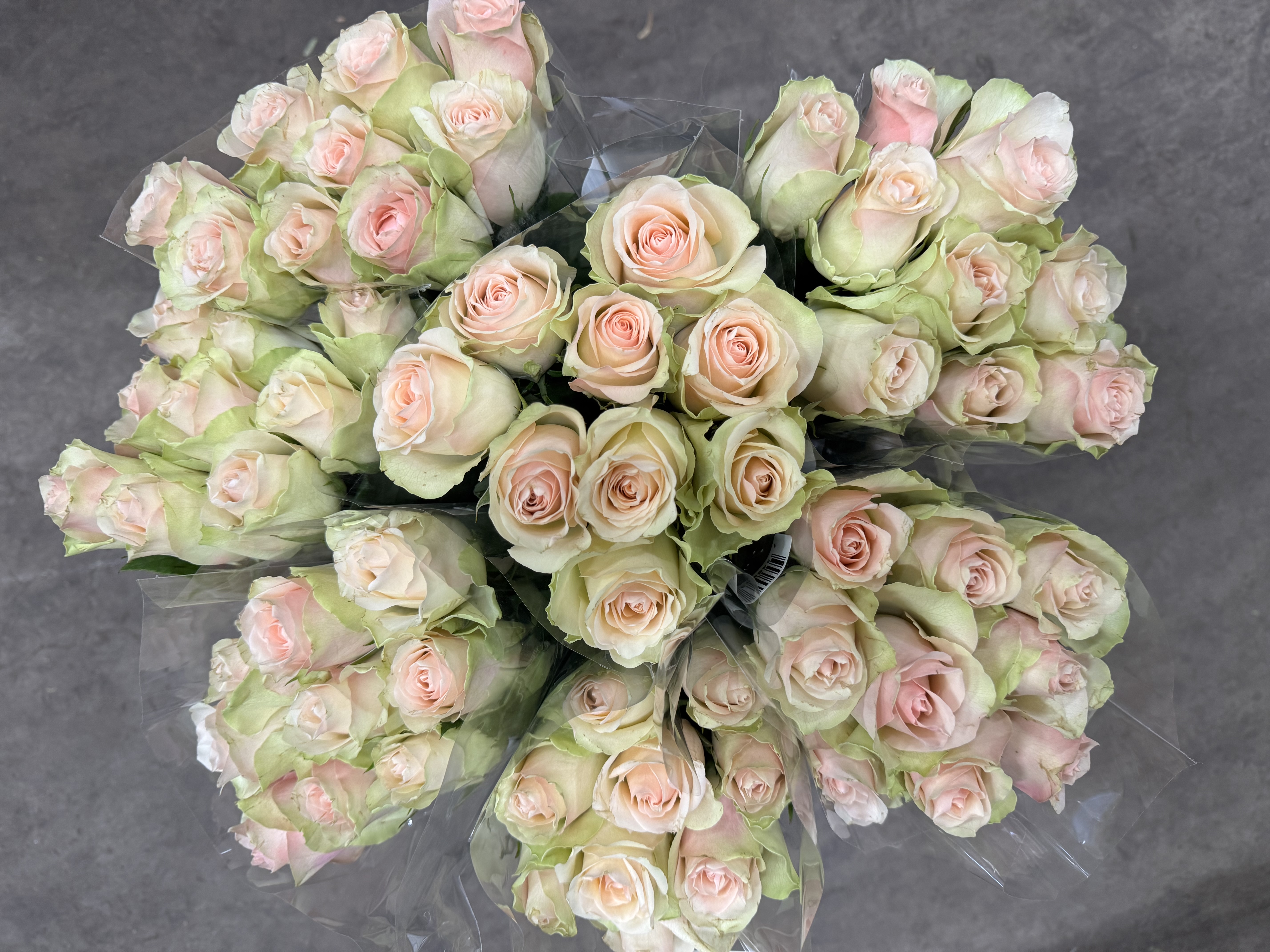 Bild på Niopackrosor Super Ljusrosa/Creme