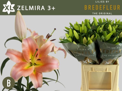 Bild på Lilja Orientalisk Zelmira