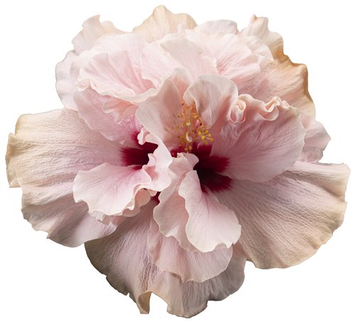 Bild på Hibiscus Longlife 3,5-5Gr D13 X 6 Dubbel
