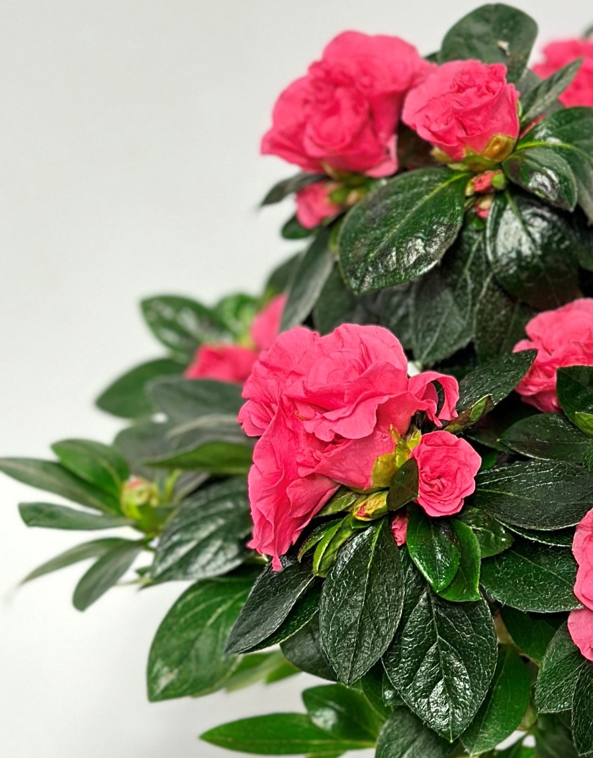 Bild på Azalea D13 X 6 Arvidssons