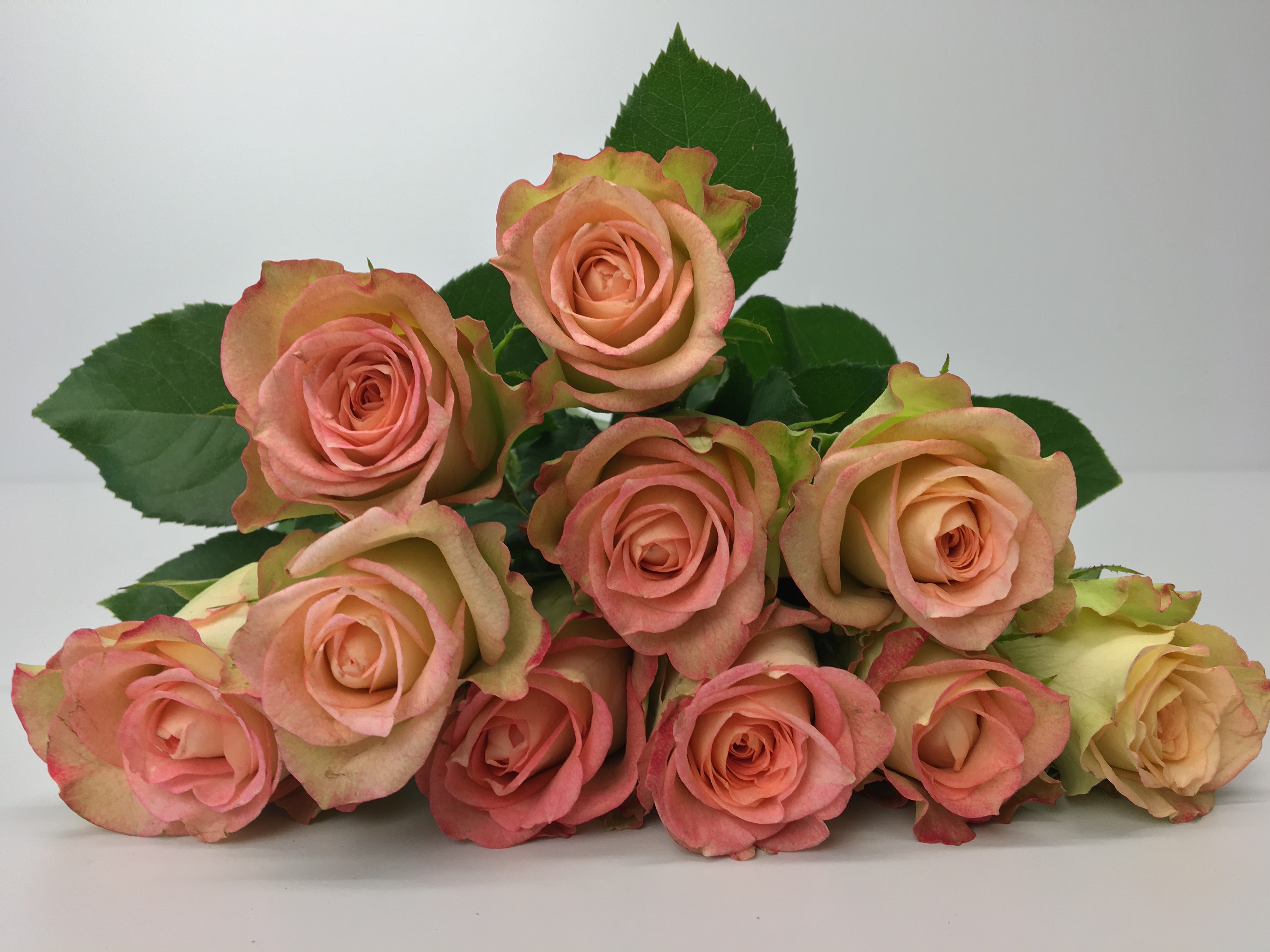 Bild på Namaqua Florist Selection
