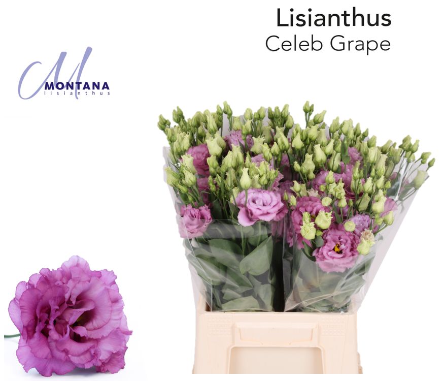 Bild på Lisianthus Dubbel Celeb Grape